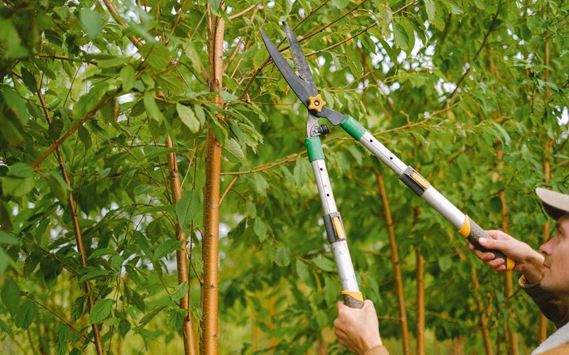 Tree trimming in Hardyville, KY
